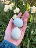 Broedeieren lavendel Britse araucana, Dieren en Toebehoren, Pluimvee, Geslacht onbekend, Kip