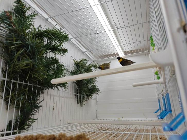 Cuba Vinken, Animaux & Accessoires, Oiseaux | Oiseaux Autre, Oiseau tropical, Bagué