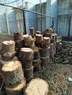 Brandhout Araucaria, Ophalen of Verzenden