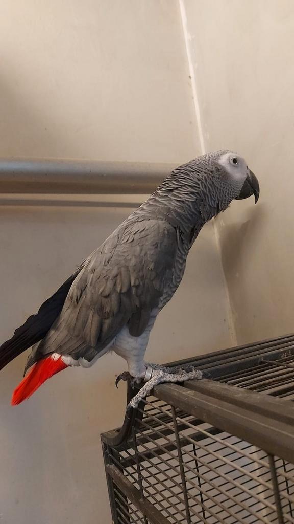 Perroquet africain, Animaux & Accessoires, Oiseaux | Perruches & Perroquets, Perroquet, Domestique