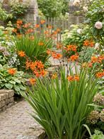 Crocosmia,  oranje bloemen, Volle zon, Vaste plant, Zomer, Ophalen