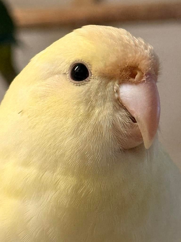 Kakarikis, Domestique