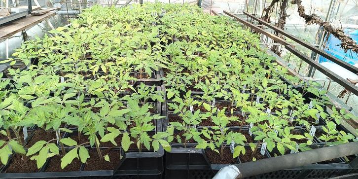 tomatenplanten - planten van 7 soorten vroege tomaten, Tuin en Terras, Planten | Tuinplanten, Eenjarig, Groenteplanten, Halfschaduw