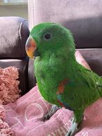 Edelpapegaai te koop, Mâle, Perroquet, Parleur