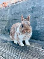 Raszuiver kleurdwerg rammetje