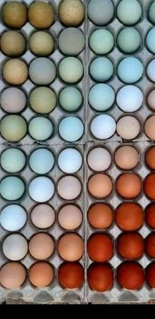 Broedeitjes vele kleuren, Ophalen of Verzenden