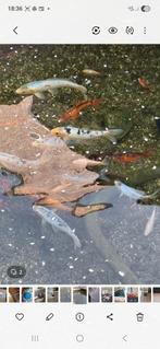 Eurokoi, Carpe ou Koï