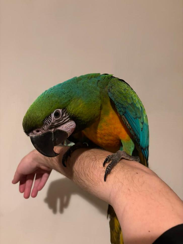 Supertam miligold ara 2025, Animaux & Accessoires, Oiseaux | Perruches & Perroquets, Perroquet, Mâle, Domestique, Bagué