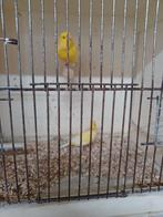 Te koop. 2 gele kanariemannen.