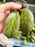 Hoya obscura silver, Enlèvement ou Envoi