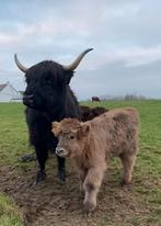 Schotse Hooglander met kalfje, Dieren en Toebehoren, Vrouwelijk, 7 tot 10 jaar