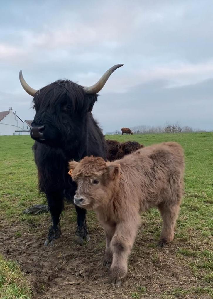 Schotse Hooglander met kalfje, Dieren en Toebehoren, Runderen, Vrouwelijk, 7 tot 10 jaar