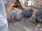 kippen : Mechelse koekoek, Dieren en Toebehoren, Kip