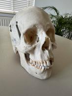 Studiemateriaal: menselijke schedel, Diversen, Ophalen, Zo goed als nieuw