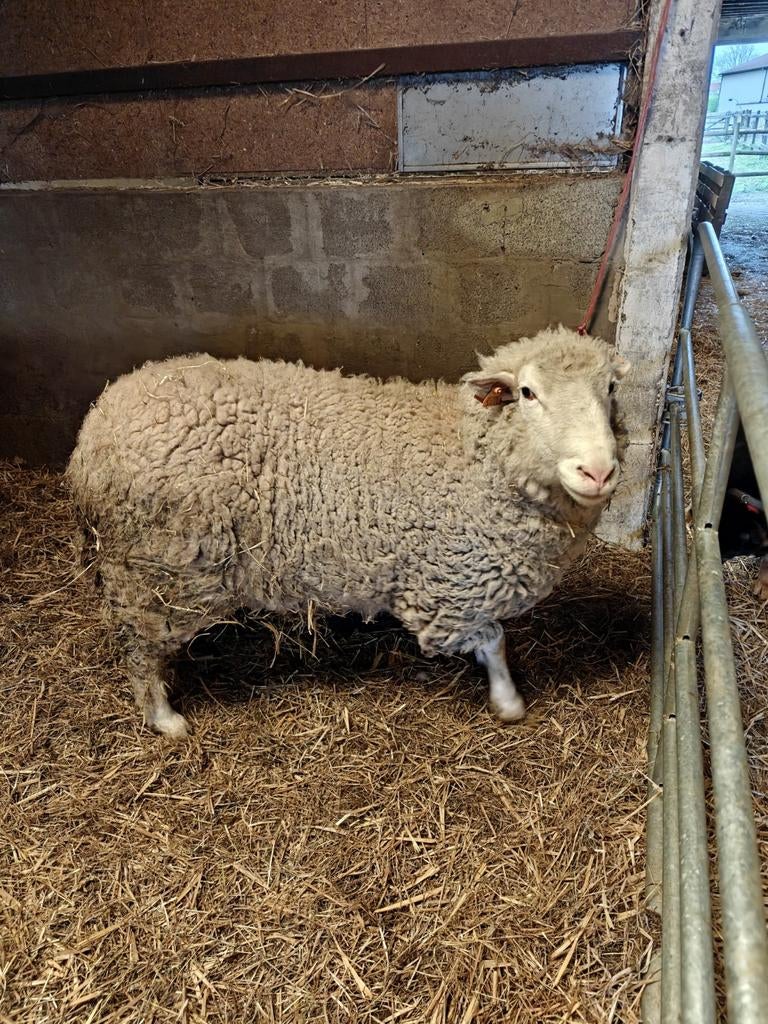 Ile De France ram 70kg 11 maanden oud., Dieren en Toebehoren, Schapen, Geiten en Varkens, Mannelijk, Schaap, 0 tot 2 jaar