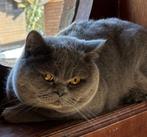 Brits korthaar, Kater, Met stamboom, 0 tot 2 jaar