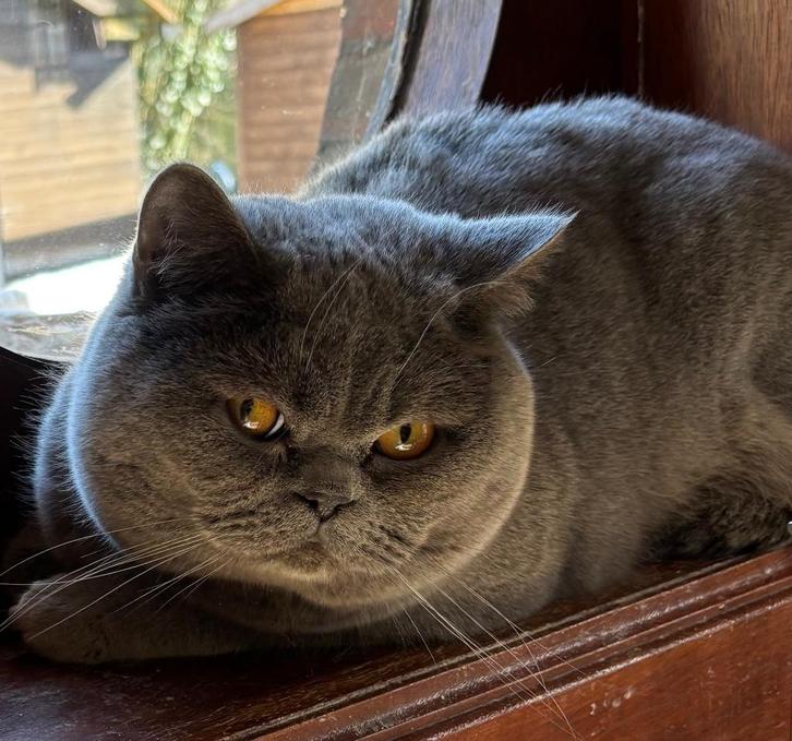 Brits korthaar, Dieren en Toebehoren, Katten en Kittens | Raskatten | Korthaar, Kater, 0 tot 2 jaar, Met stamboom, Gechipt, Ontwormd