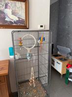 Handtamme Blauwe halsbandparkiet met kooi, Dieren en Toebehoren, Vogels | Parkieten en Papegaaien, Mannelijk, Parkiet, Geringd