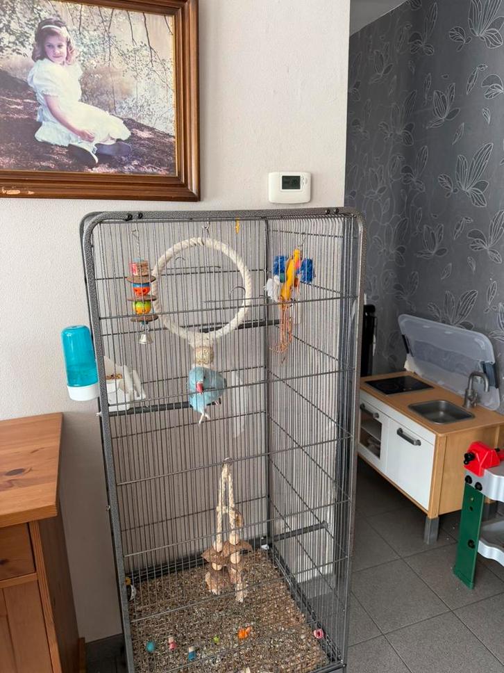 Handtamme Blauwe halsbandparkiet met kooi, Animaux & Accessoires, Oiseaux | Perruches & Perroquets, Perruche, Mâle, Domestique
