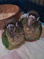 Handtamme pyrrhura, Dieren en Toebehoren, Vogels | Parkieten en Papegaaien, Geslacht onbekend, Parkiet, Geringd