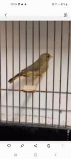 Te koop groenvink, Dieren en Toebehoren, Vogels | Parkieten en Papegaaien