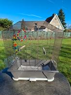 Kleine vogelkooi, Enlèvement, Cage à oiseaux