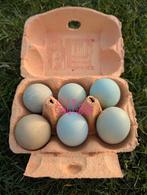 Broedeieren gekleurde eieren groenlegger olijflegger kippen, Animaux & Accessoires, Volatiles, Poule ou poulet