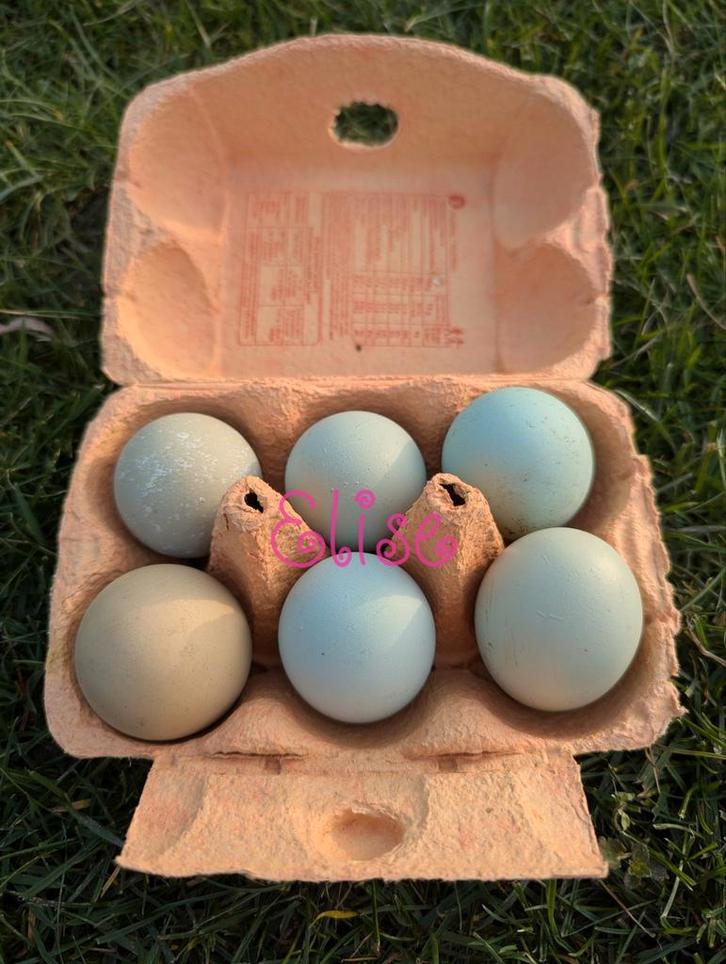 Broedeieren gekleurde eieren groenlegger olijflegger kippen, Dieren en Toebehoren, Pluimvee, Kip