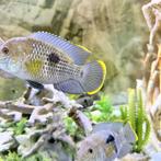 chiclides green terror yellow wing, Vis, Zoetwatervis, Schoolvis