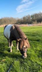 Verzorger gezocht voor pony’s & paard