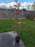 Paarse beuk, Tuin en Terras, Ophalen