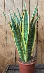 Sansevieria, Enlèvement