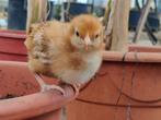 Legkippen kuikens  van 2 weken oud te koop, Dieren en Toebehoren, Pluimvee