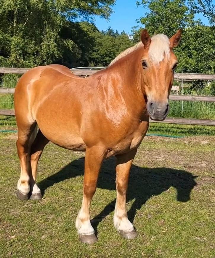 Haflinger ruin – 10 jaar – 1.45 m, Dieren en Toebehoren, Paarden, Ruin, Zadelmak, Minder dan 160 cm, 7 tot 10 jaar, Recreatiepaard