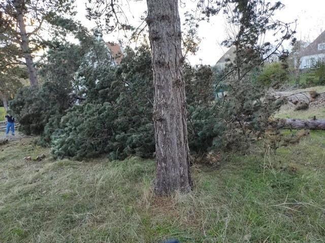 brandhout te bekomen te Nieuwpoort, 3 tot 6 m³, Ophalen, Overige houtsoorten, Stammen