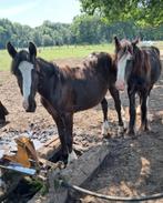 Leuke c pony's, Dieren en Toebehoren, Hengst