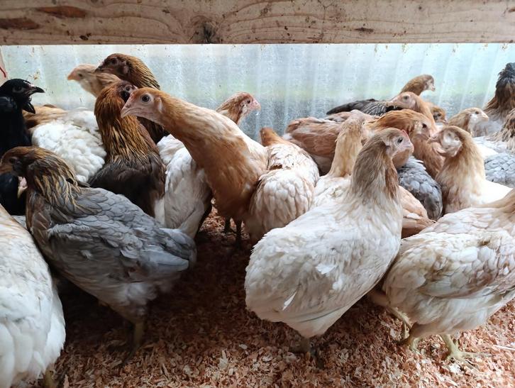 araucanes à queue boulonnée action 4+1 gratuite 0499/082381, Animaux & Accessoires, Volatiles, Poule ou poulet, Femelle