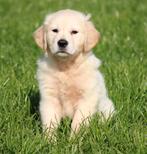 Golden Retriever pup, België, Reu, 8 tot 15 weken, Eén hond