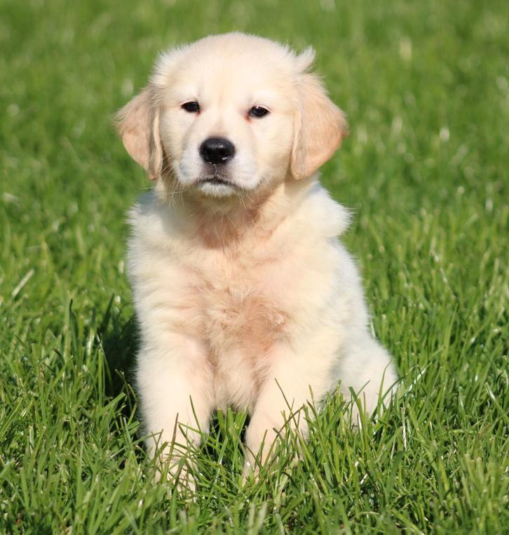Golden Retriever pup, Dieren en Toebehoren, Honden | Retrievers, Spaniëls en Waterhonden, Reu, Golden retriever, Fokker | Professioneel