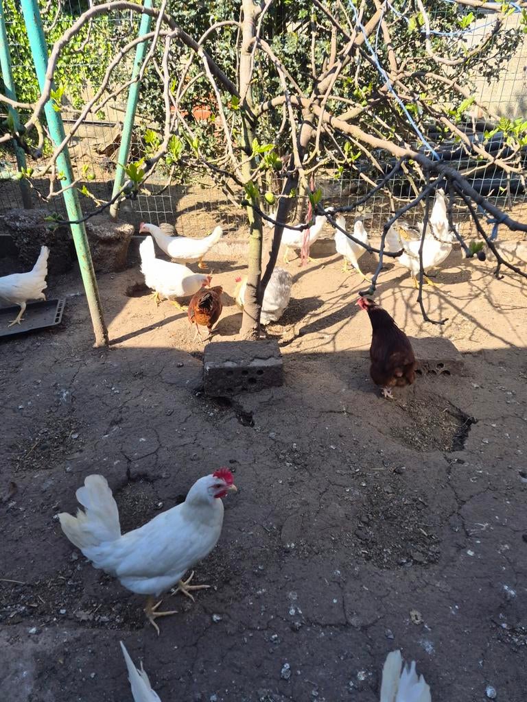 Legkippen en sierkippen aan de leg, Dieren en Toebehoren, Pluimvee