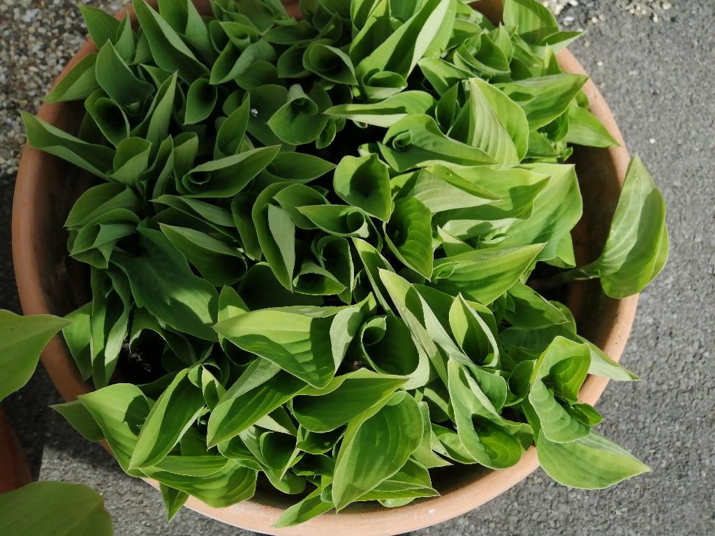 Hosta's, Jardin & Terrasse, Plantes | Jardin, Autres espèces, Été, Enlèvement, Plante fixe