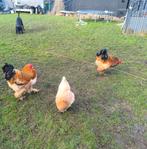 Jonge brahma haan Buff Columbia, Dieren en Toebehoren