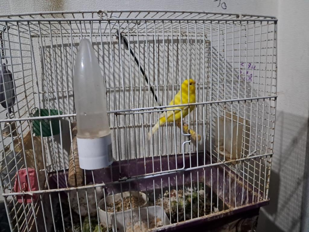 Kanari man te koop met kooi goed fluiten 30, Dieren en Toebehoren