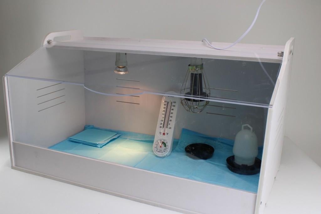 Opfokhokken: koopzondag bij kippenshop jordi, Ophalen of Verzenden, Nieuw, Broedmachine