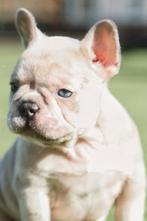 3 knappe franse bulldog jongens, Animaux & Accessoires, Chien (mâle), Hépatite contagieuse (maladie de Rubarth), Belgique, 8 à 15 semaines