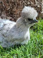 USA zijdehoenders lichtgrijs, Dieren en Toebehoren, Meerdere dieren, Kip