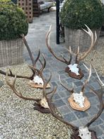 Gewei met schedel herten vanaf 10€ tot 180€ stuk, Antiek en Kunst, Ophalen