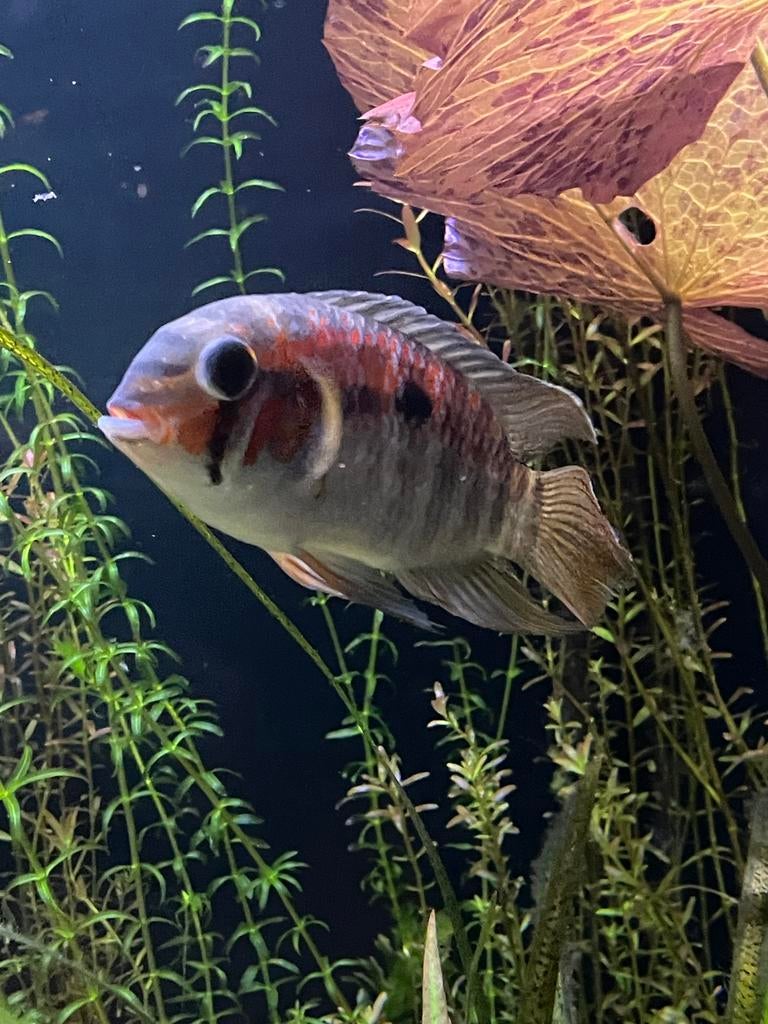 Krobia Xinguensis Cichlide, Vis