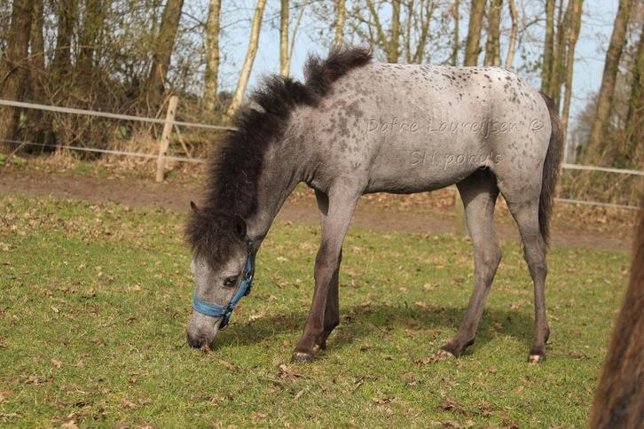 Shetland x Appaloosa 🩷, Dieren en Toebehoren, Pony's, Merrie, A pony (tot 1.17m), 0 tot 2 jaar, Met stamboom, Gechipt, Ontwormd