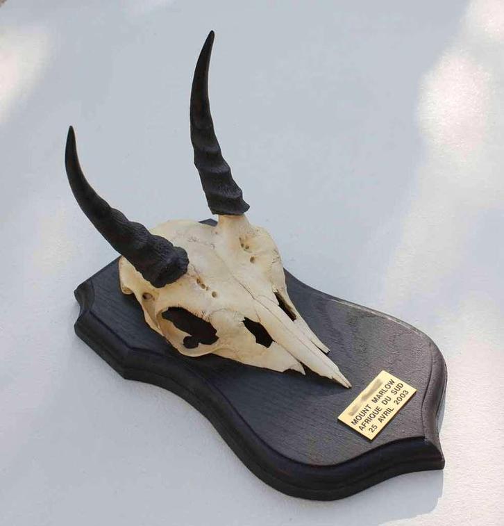 Schedel MOUNTAIN REEDBUCK op zwart houten schild (ref. B), Verzamelen, Dierenverzamelingen, Gebruikt, Gewei of Kop, Wild dier